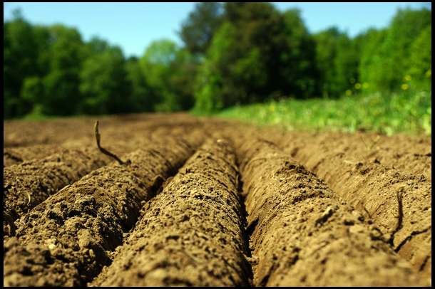 Here's a close up of the newly seeded and prepped soil. 