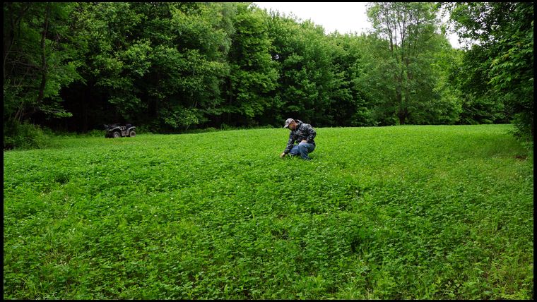 This is year 3 of this brown bag ladino plot. The photo speaks for itself.