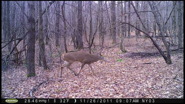 This photo was taken by a game camera 30 yards from our stand. Matt was only comfortable to 20 yards and passed. I was proud he passed him up. Wish he came closer.