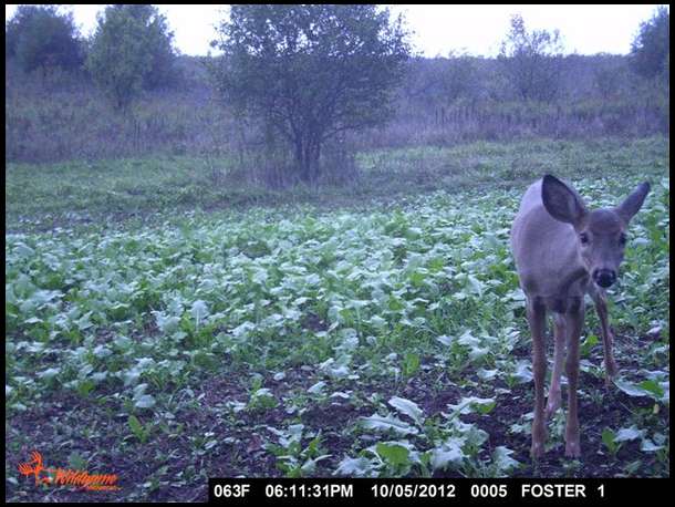 she found the tree cam.