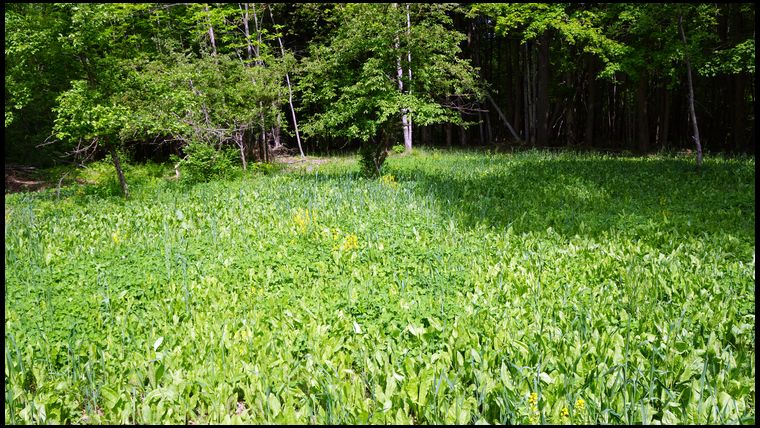 Good coverage of mature chicory as well as ladino has taken over this plot as we hoped.