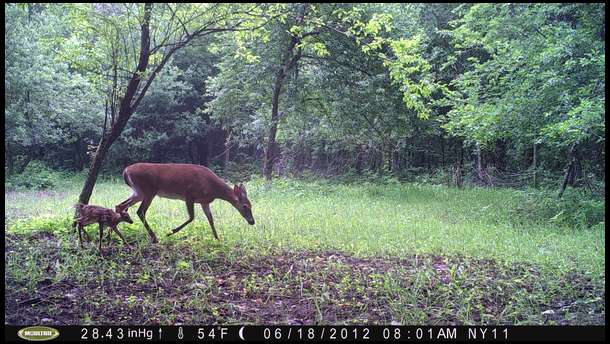 Another doe and fawn near at our oats/pea plot. This plot is not doing very well but there is a lot of activity down here. We may till and replant this come fall.