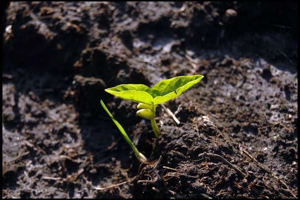 Two weeks later we see emergence. 