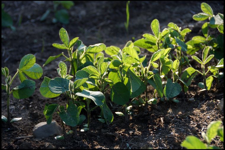 These are Real World beans which are Roundup Ready. We sprayed Glyfo over them at the 14 day mark. We also fenced the property to keep the beans protected until they are well established.