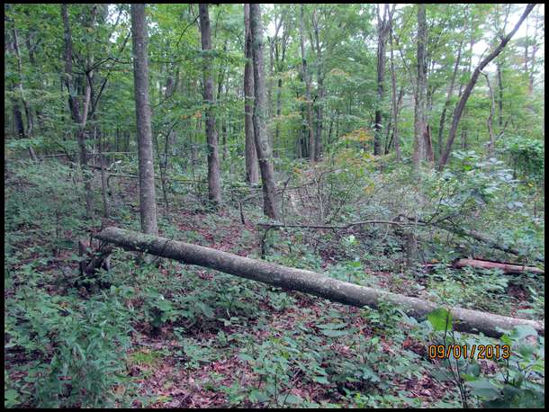 Looking from the north edge of the cutting