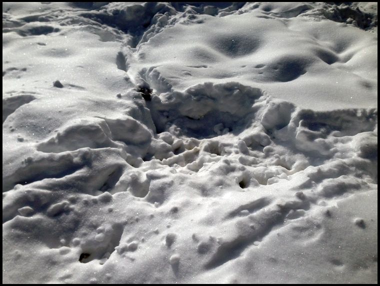 The deer are having a tough time digging to the bottom, I often wonder if they use more calories digging than they consume when they get a turnip. 