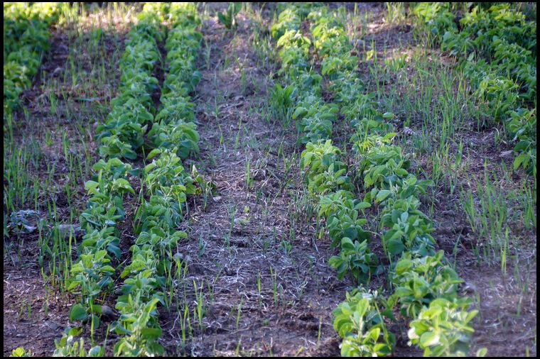 Our beans look great. Strong, thick rows with fantastic early growth.