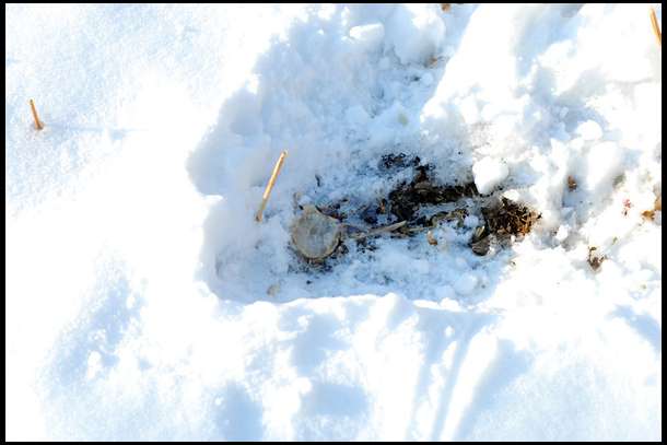 These turnips are feeding all of the deer now.