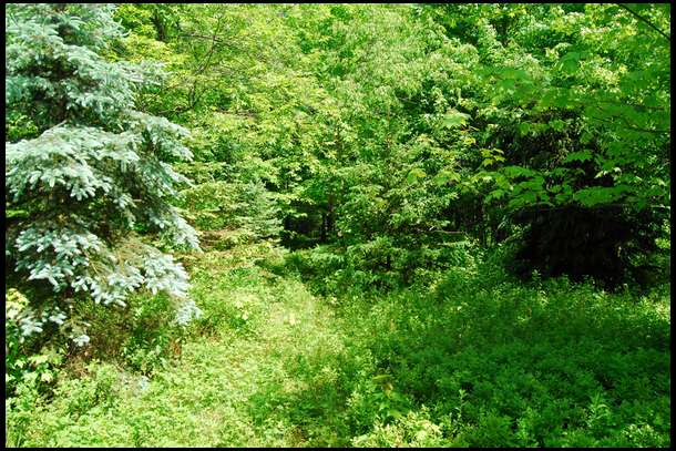 This is what the area looked like before we began clearing it. We needed to drop 3 trees and grind the stumps, then we needed to pull rocks, till, lime and fertilize. We will seed later.