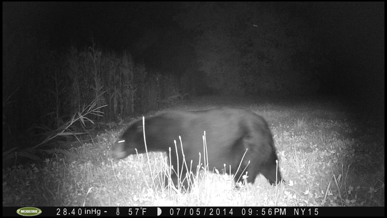 Our culprit heading into the corn field.