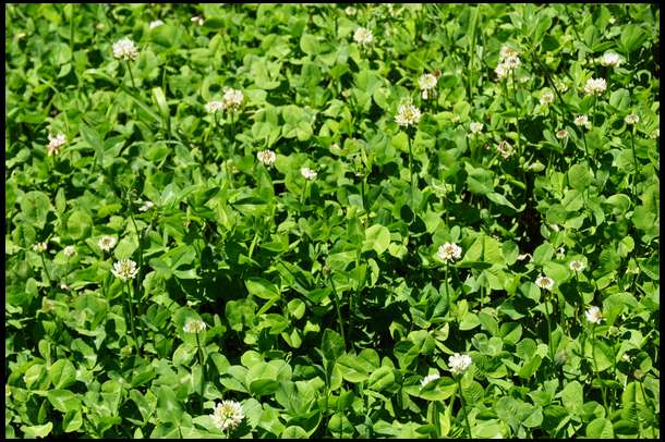 Here's a close up. Note the deep green, healthy color and flowering heads on this Durana plot. We had fertilized this plot a month ago and we've had a very good spring with strong moisture.