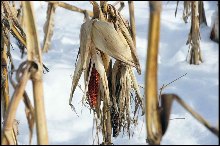 The ones that have been consumed look like this. Most of the bear damage was done on the ground, not the stalk.