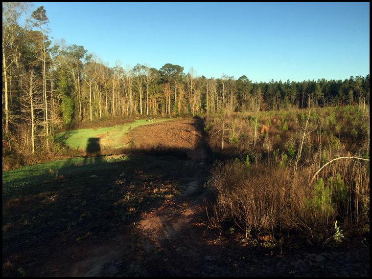 Looking over chuffa, rye grass and clover.