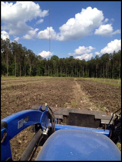 planting sunflowers on 5/16/2013