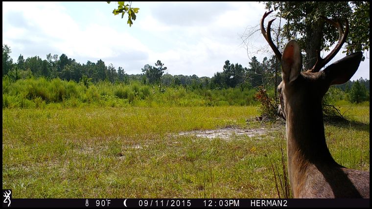 Deer killed it all...only grass would come up after seeds sprouted. No ag nearby only planted pines for about 600-800 acres surrounding me...so they would ravish my fields.