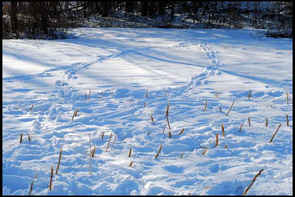 Incredible usage, but it took a series of deep freezes before the deer really hammered it.