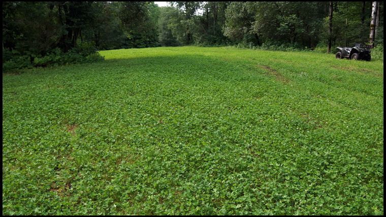Not a bad result. And this is one week after mowing so it will look even better come September.