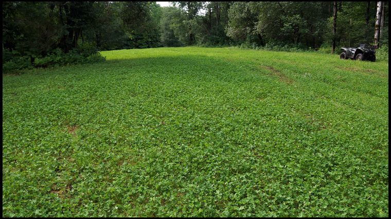 Not a bad result. And this is one week after mowing so it will look even better come September.