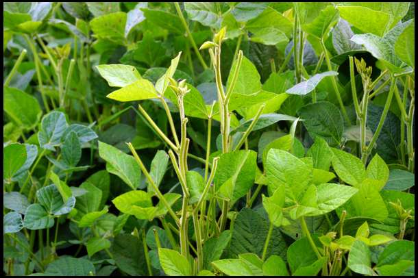 Deer are very finicky, they seem to favor one plant over another.
