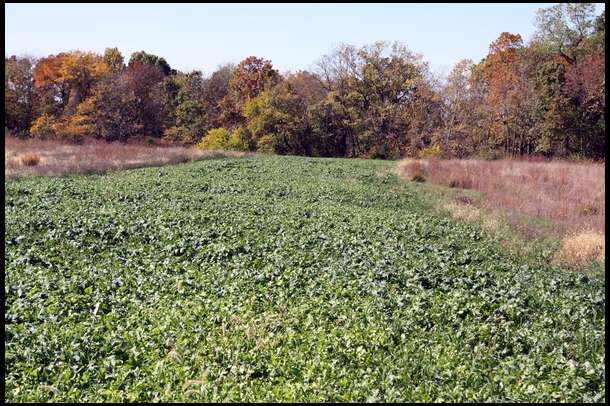 Radish, brassica, oats and rye grain-1 acre