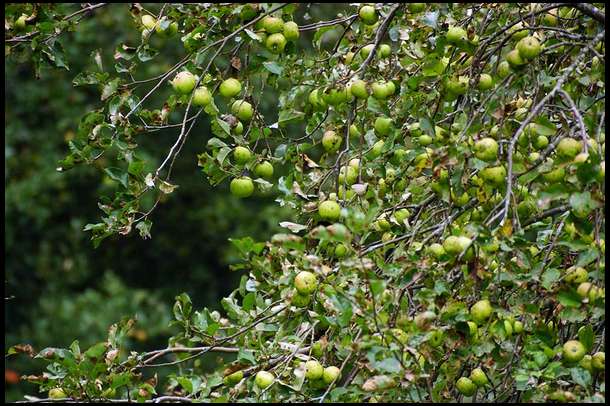 Here is one of a thousand trees that look like this. These deer will be fat this fall.
