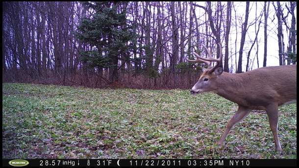 A nice mature 8 walking through Plot 3