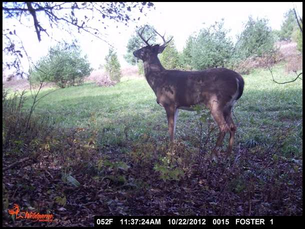 mid day buck.