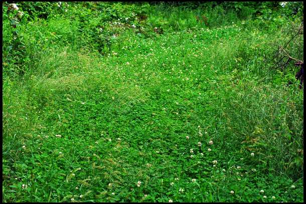 Here is a strip of Durana Clover we planted August 2011. 