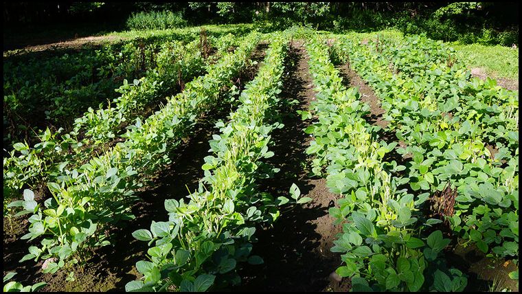 Here is Food Plot 2 which is unfenced. Very different results. 