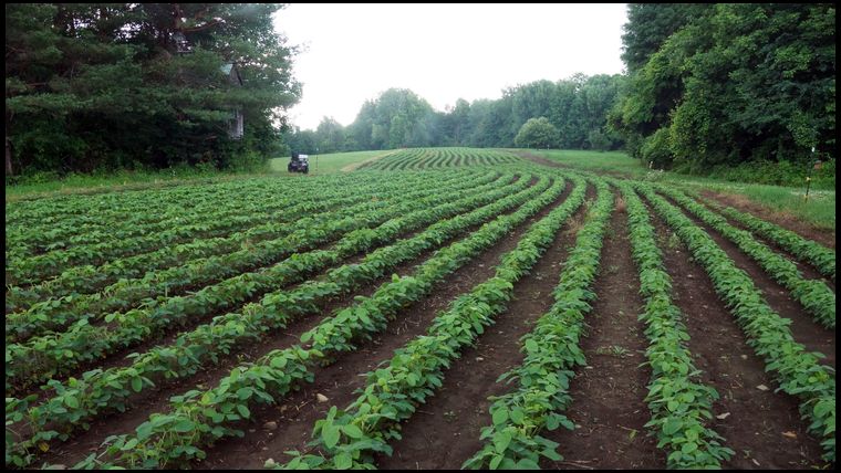 Can't complain about these results. This was 2 weeks after applying Glyphosate right over the growing soybeans. These are roundup ready beans so the Glyfo killed everything else and did not affect the beans. Great results.