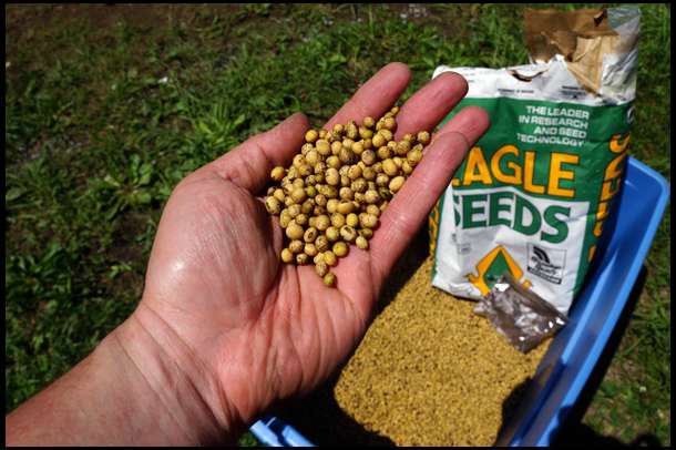 We chose Eagle soybeans for this plot. This step shows the seeds just after inoculation. 