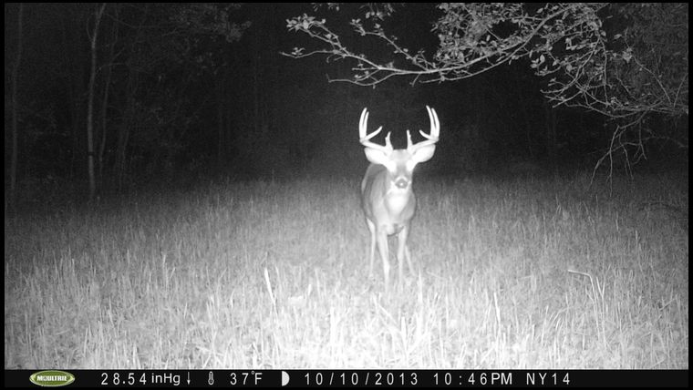 This buck was submissive to our number one so he took up residence down the road and was killed the first week of gun season.