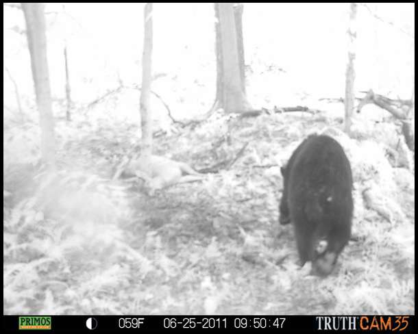 And one last time...  Pretty cool customer. He must have been watching us from the bushes. The next series of photos show him dragging the carcass away. 