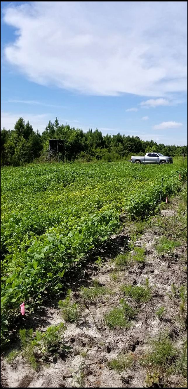 soybeans just before hunting season 