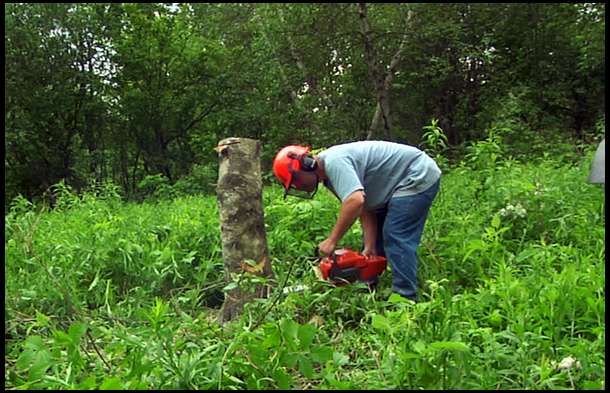 The tree has been felled and skidded away with our McCormick. Now we are cuting the remainder of the trunk as low to the ground as possible.
