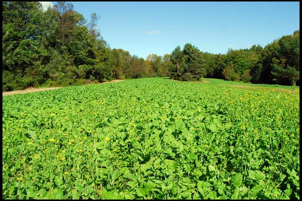 Here are the results!!! We have incredible growth for both the Rape and the Turnips.