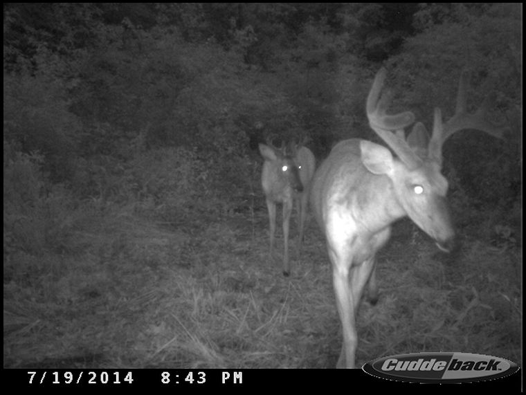 A pair of bucks using the new corridor