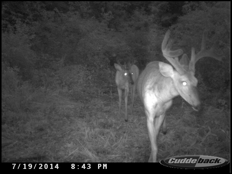 A pair of bucks using the new corridor