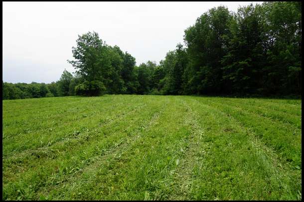 It was a painful decision but necessary to stimulate new growth and to control weed invasion. We mowed the plot down to 2 inches. We had some invasive weeds moving in, primarily mustard, curly doc, and pigweed. The mowing will help, but we will consider a future application of Raptor as well. 