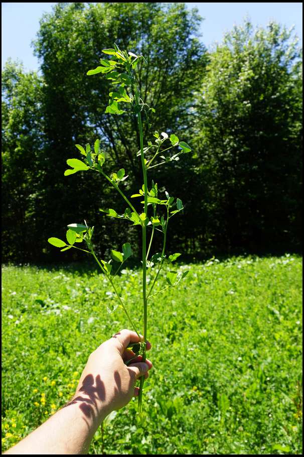Here is a good view of the average Alfalfa plant. They are currently around 20 inches tall and getting taller. 
