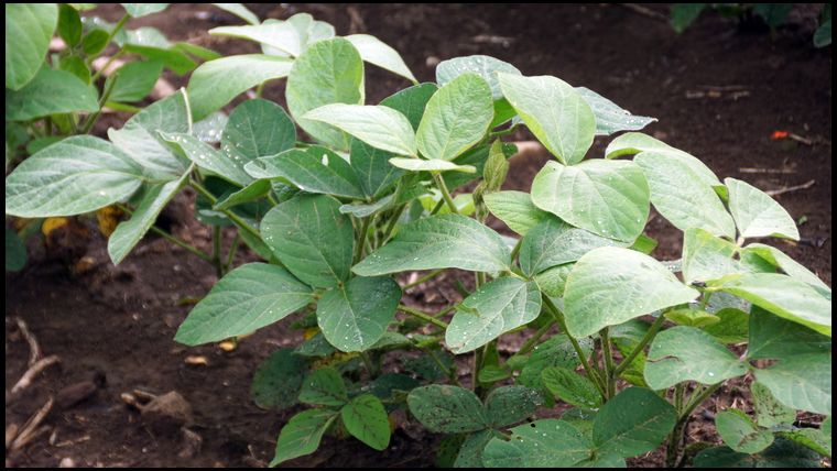 Here's a close up of our bean field.