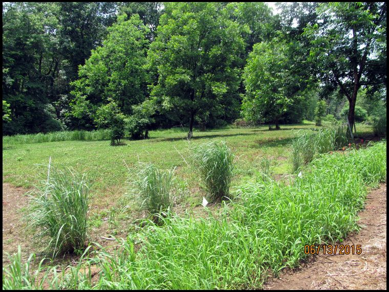 This is June 2015. I tilled a 4 foot strip and planted millet. The flags are marking wild flowers. The clover has been sprayed with Arrow 2EC and Butyrac 200. 