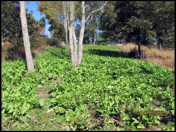 Well into the season after Urea fertilization. Two deer taken from edges. You can smell the brassicas. The turnips are much larger than golf balls. 