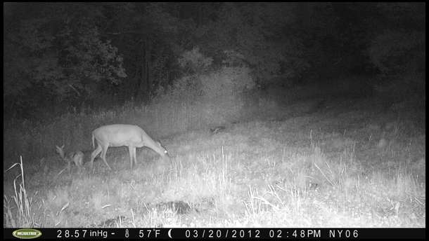 Doe with fawn feeding on clover. We surrounded our fenced pea/bean plot with Durana and it came up nicely despite it being quite swampy in this area.