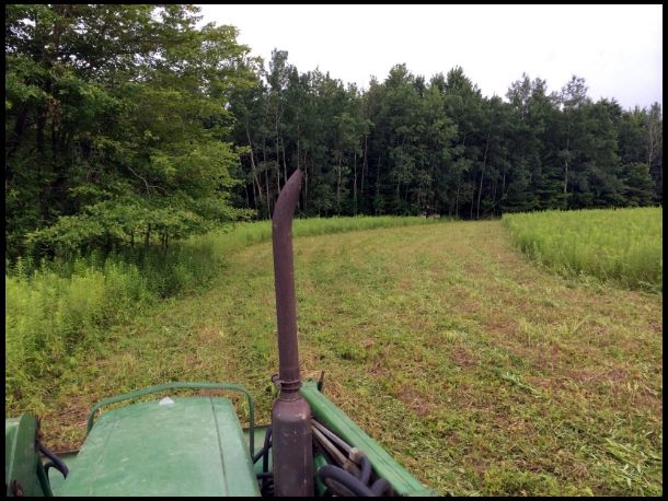 This plot will get strips of brassicas, oats and rye