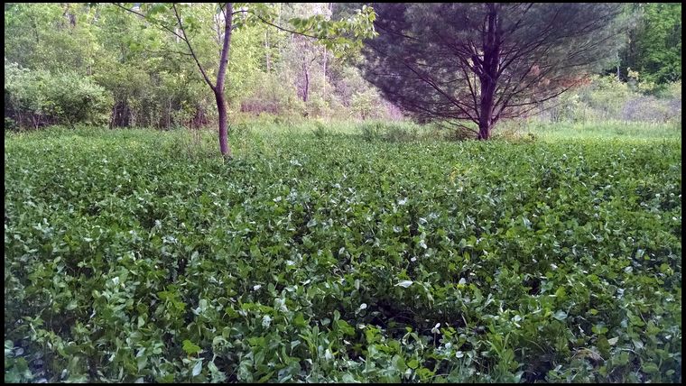 South Clover Plot