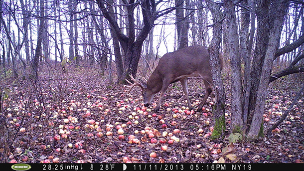 This year he began making mistakes. Last year we never had any photos in daylight, this year we have dozens.