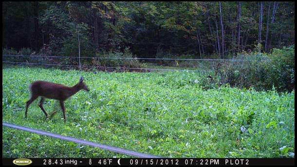 This deer got inside our electric fence to get at our Austrian Winter Peas. 