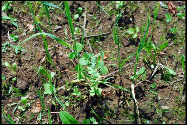 this closesup shows oats, peas, chicory, and clover. This particular blend is Tecomate's Max Attract. This did well in another area last year, but it is not doing well down here in this recently cleared area. 