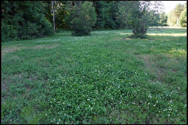 Besides mowing, we did one spraying of 2-4DB for broadleaf weeds, and one spraying of Clethodim to control grass invasion. You can see the dried up grass areas in this photo.